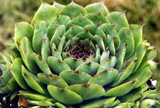 Sempervivum juratense